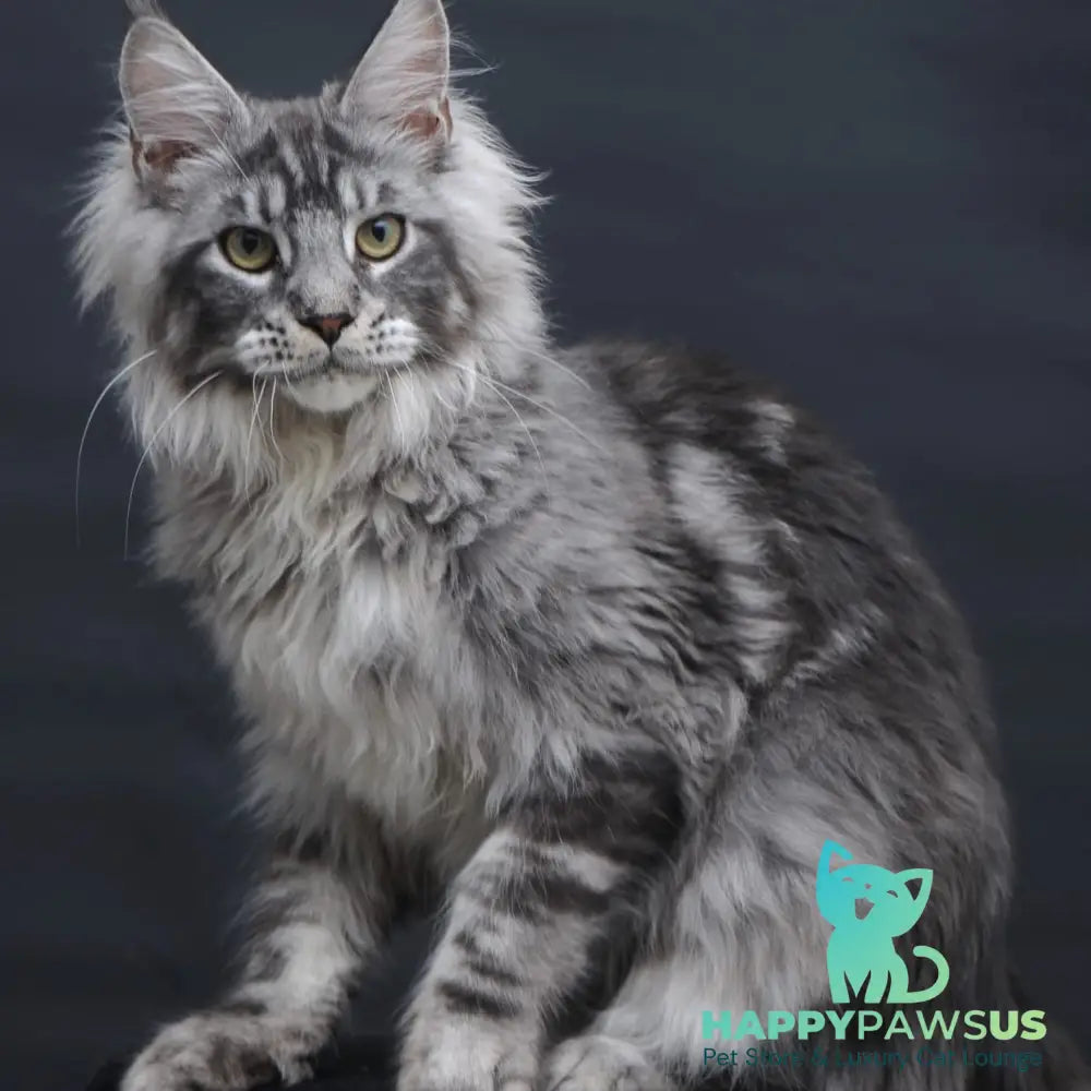 Chester Maine Coon male black silver tabby - live animals
