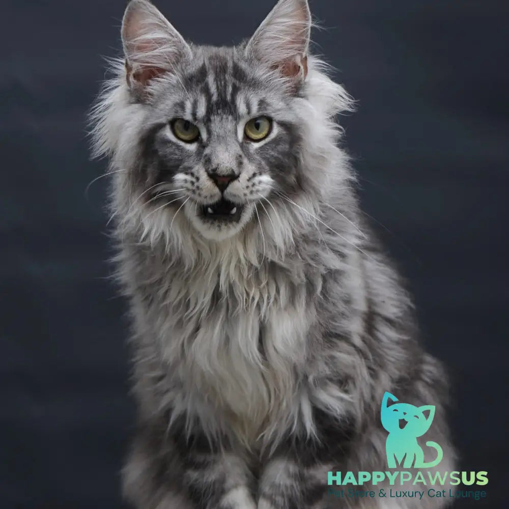 Chester Maine Coon male black silver tabby - live animals