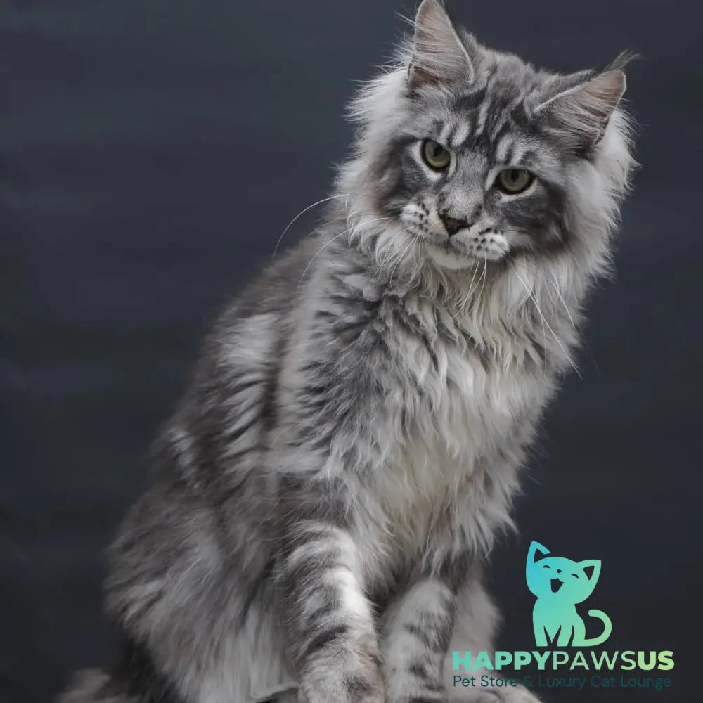 Chester Maine Coon male black silver tabby - live animals