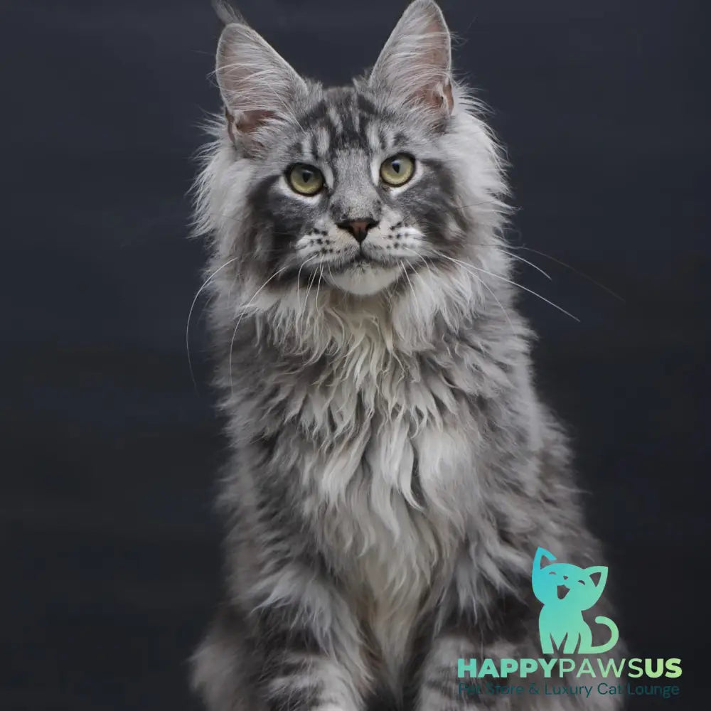 Chester Maine Coon male black silver tabby - live animals