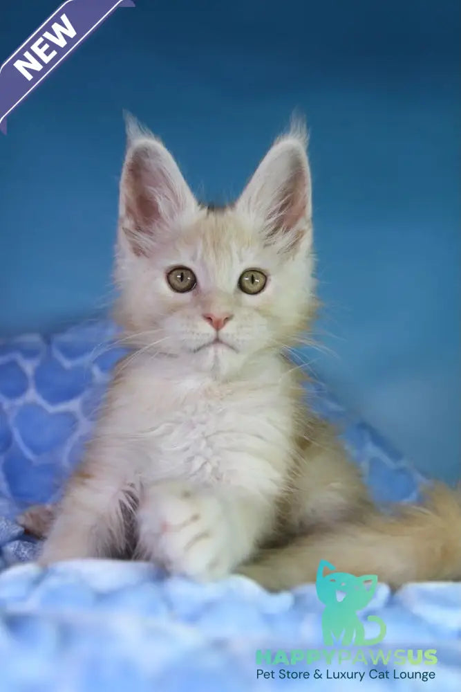 Chester Maine Coon male red silver - live animals