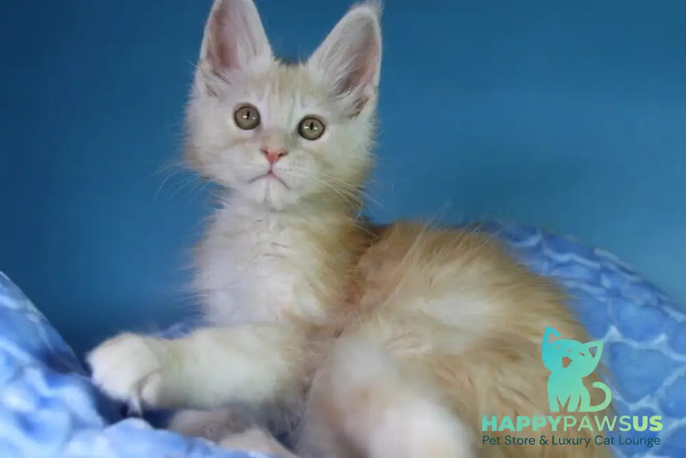 Chester Maine Coon male red silver - live animals