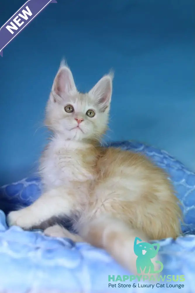 Chester Maine Coon male red silver - live animals