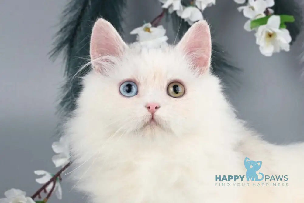 Chester Munchkin male blue harlequin live animals