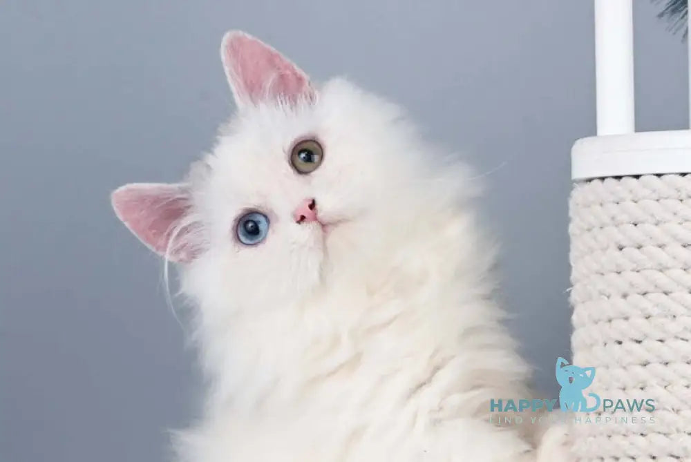 Chester Munchkin male blue harlequin live animals