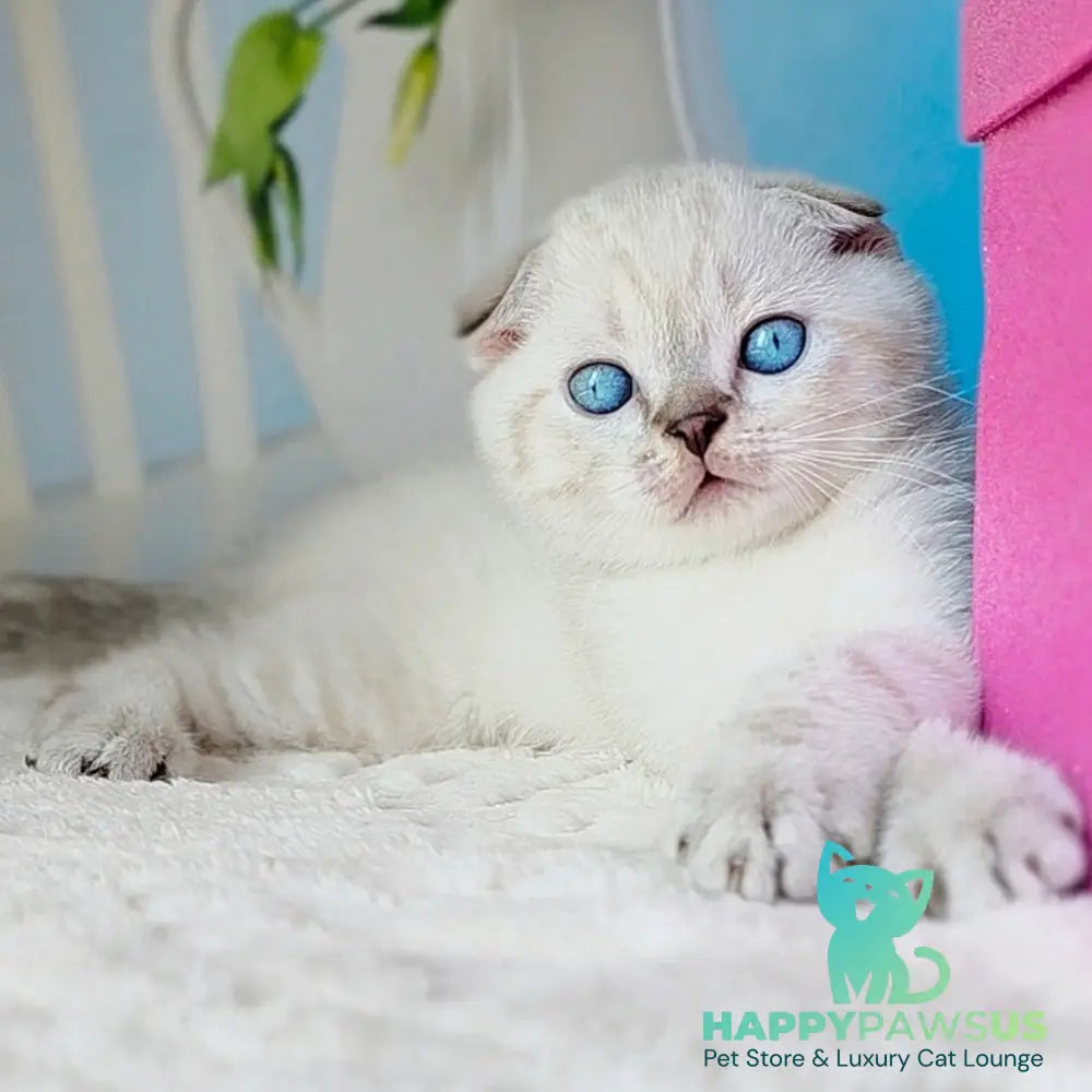 Chester Scottish Fold male chocolate tabby pointed - live animals