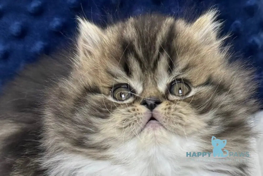 Chico Scottish Straight male black spotted tabby bicolour live animals