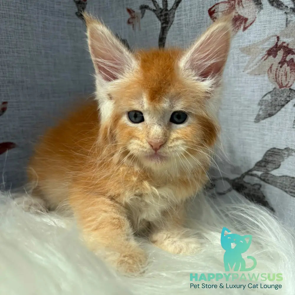 Chiko Maine Coon male red silver ticked tabby - live animals