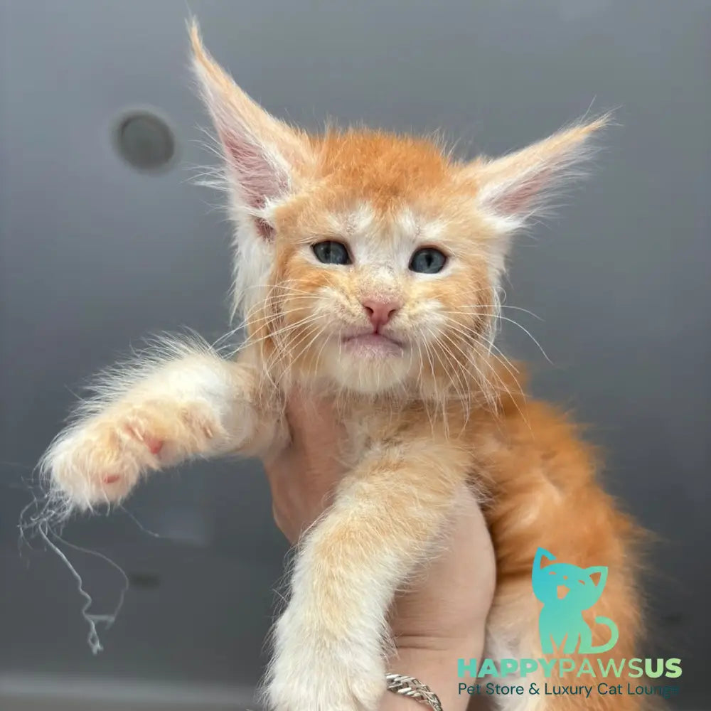 Chiko Maine Coon male red silver ticked tabby - live animals