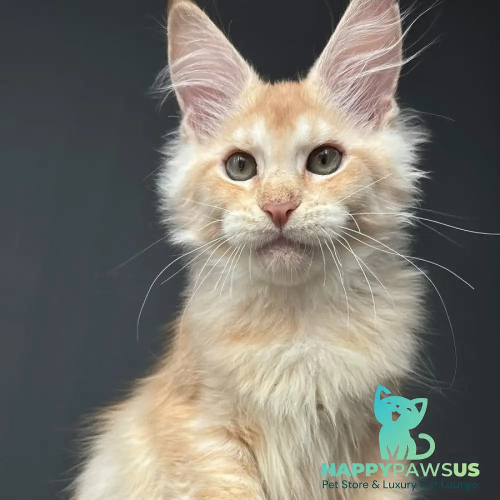 Chiko Maine Coon male red silver ticked tabby - live animals