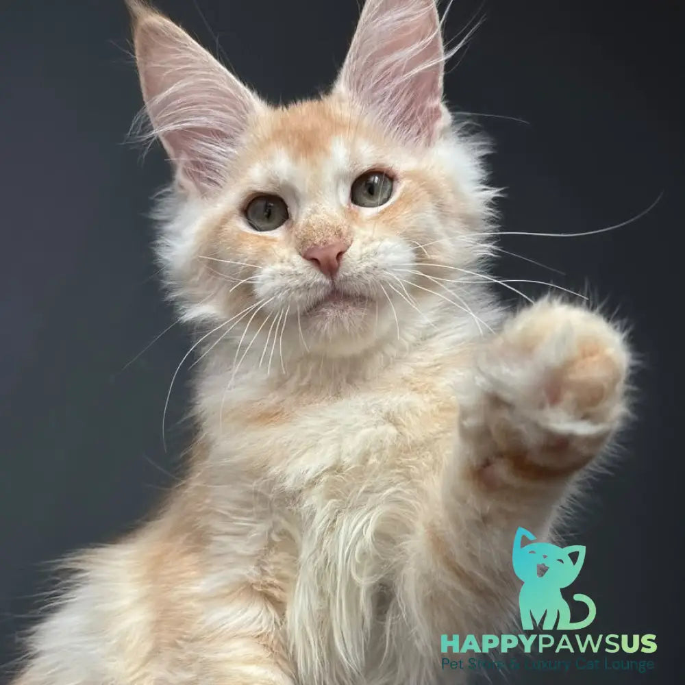 Chiko Maine Coon male red silver ticked tabby - live animals