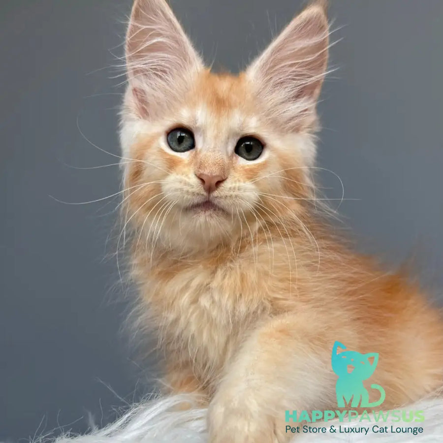 Chiko Maine Coon male red silver ticked tabby - live animals