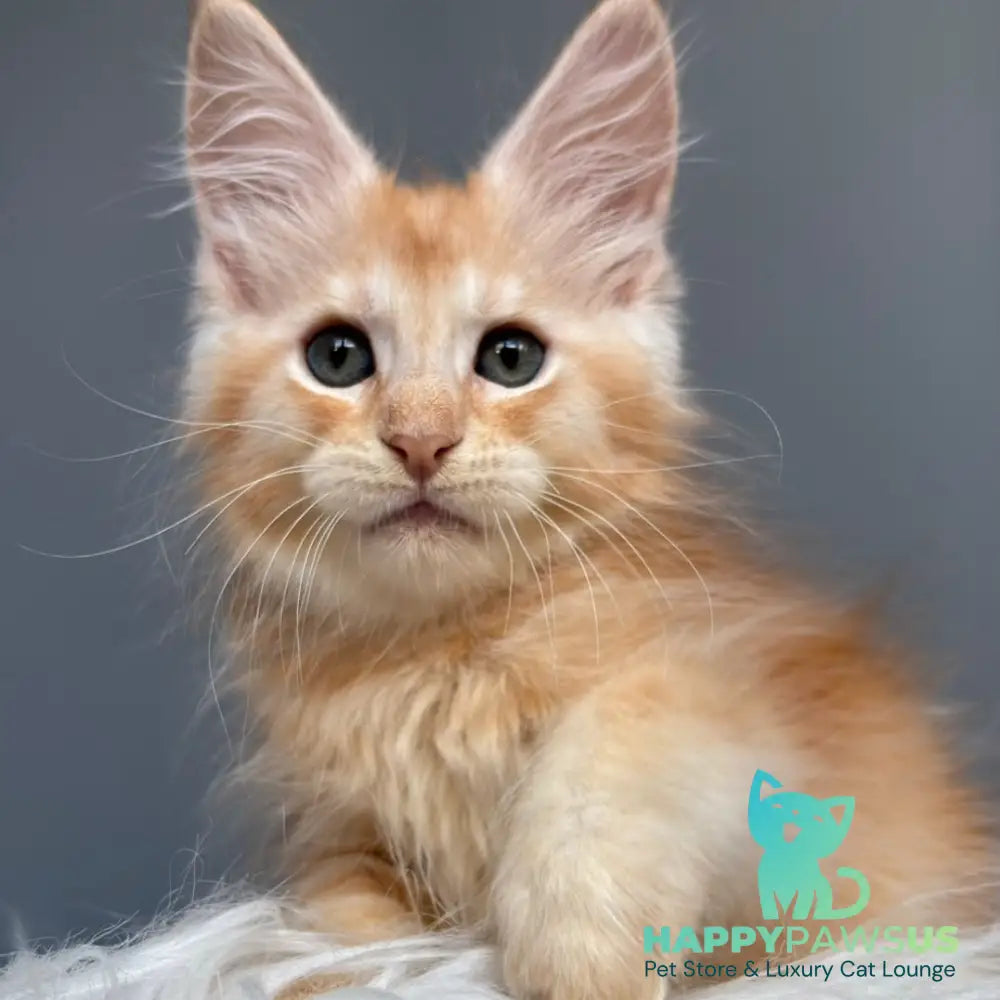 Chiko Maine Coon male red silver ticked tabby - live animals