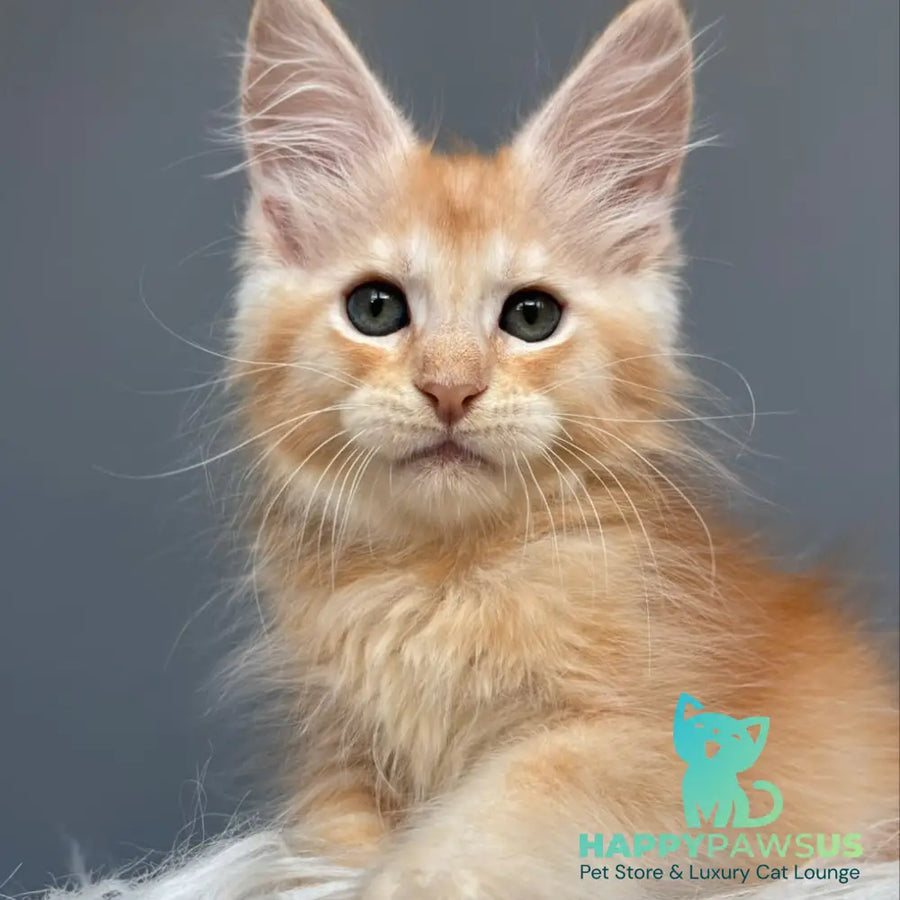 Chiko Maine Coon male red silver ticked tabby - live animals