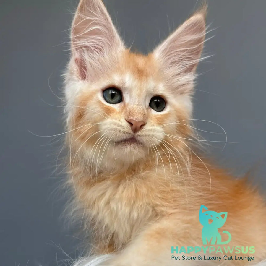 Chiko Maine Coon male red silver ticked tabby - live animals
