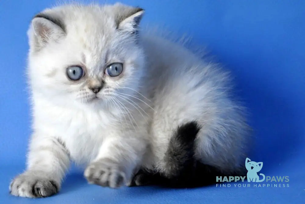 Chile Exotic female seal tortie pointed live animals