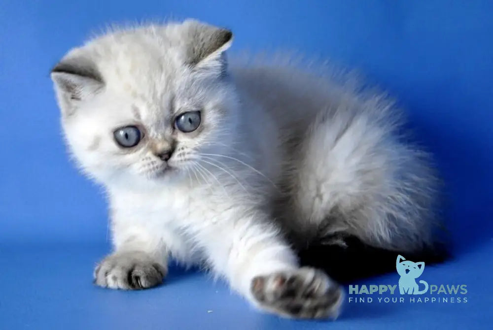 Chile Exotic female seal tortie pointed live animals