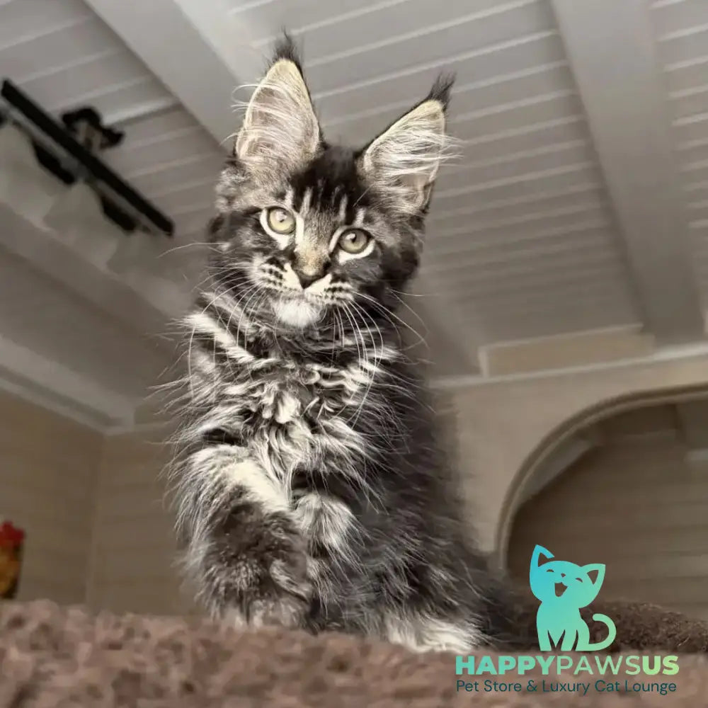 Chilli Maine Coon female black tabby - live animals