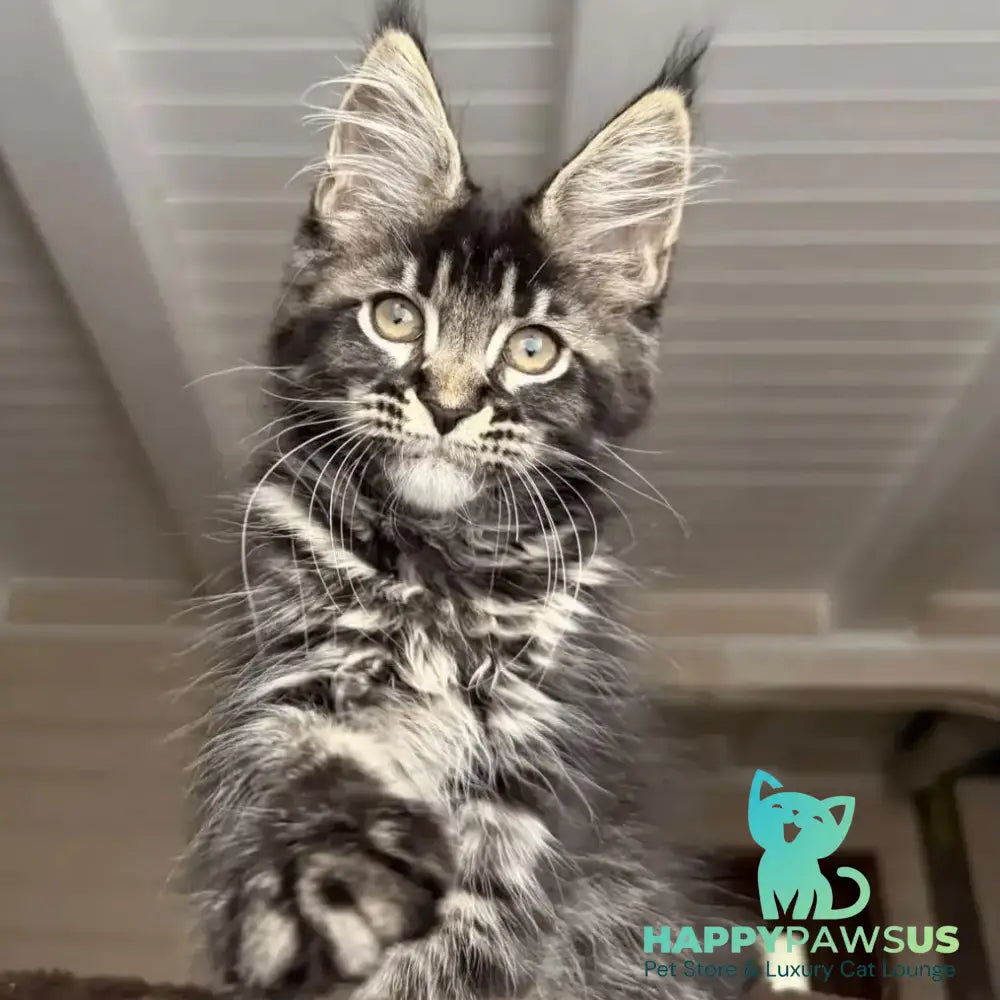 Chilli Maine Coon female black tabby - live animals