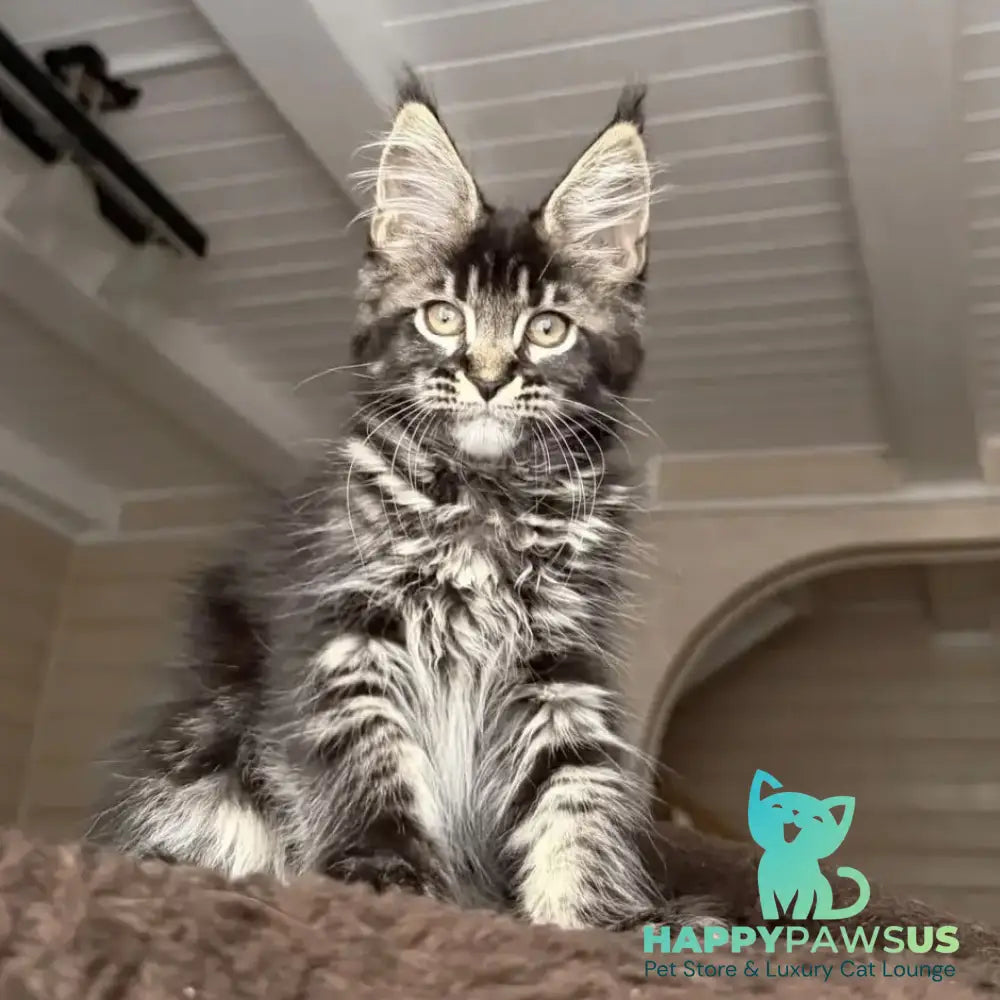 Chilli Maine Coon female black tabby - live animals