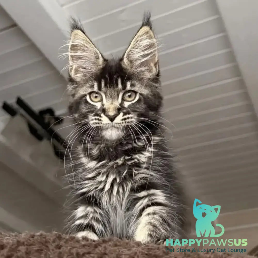 Chilli Maine Coon female black tabby - live animals