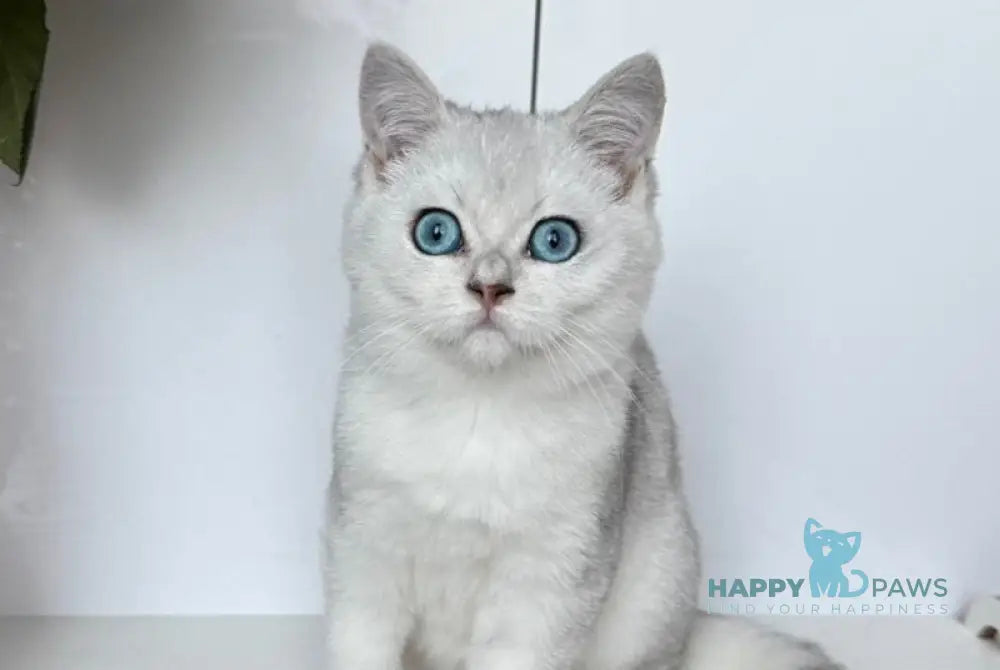 Chip British Shorthair male black silver shaded bicolour live animals