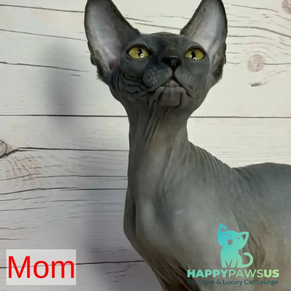 Chip Canadian Sphynx male black pointed - live animals