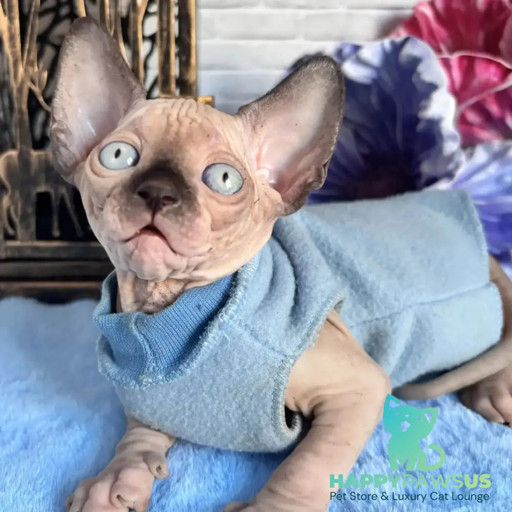 Chip Canadian Sphynx male black pointed - live animals