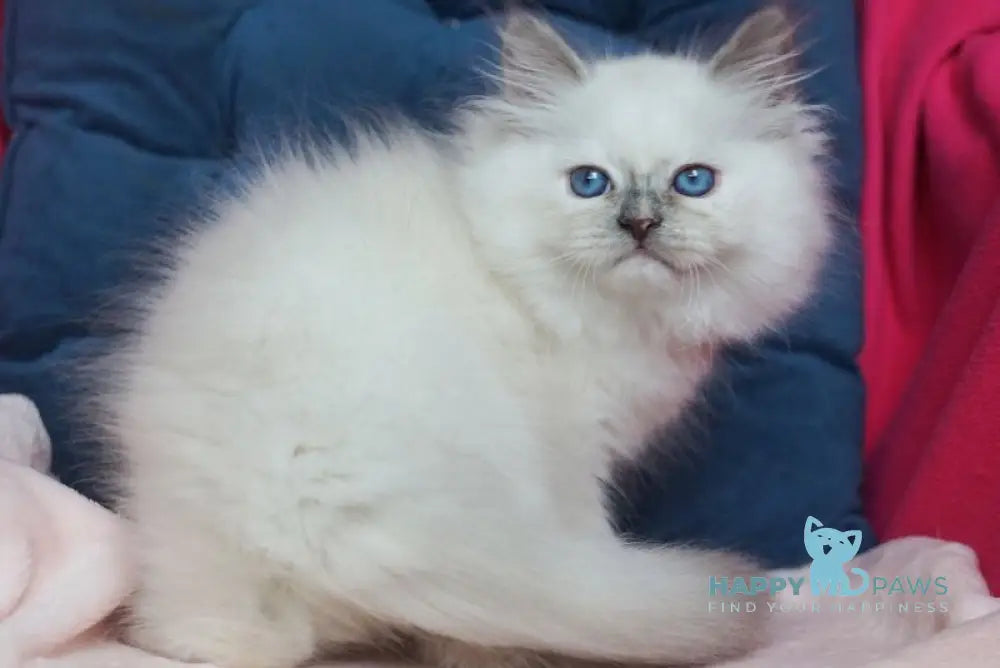 Chiquita Siberian female blue tortie pointed - live animals