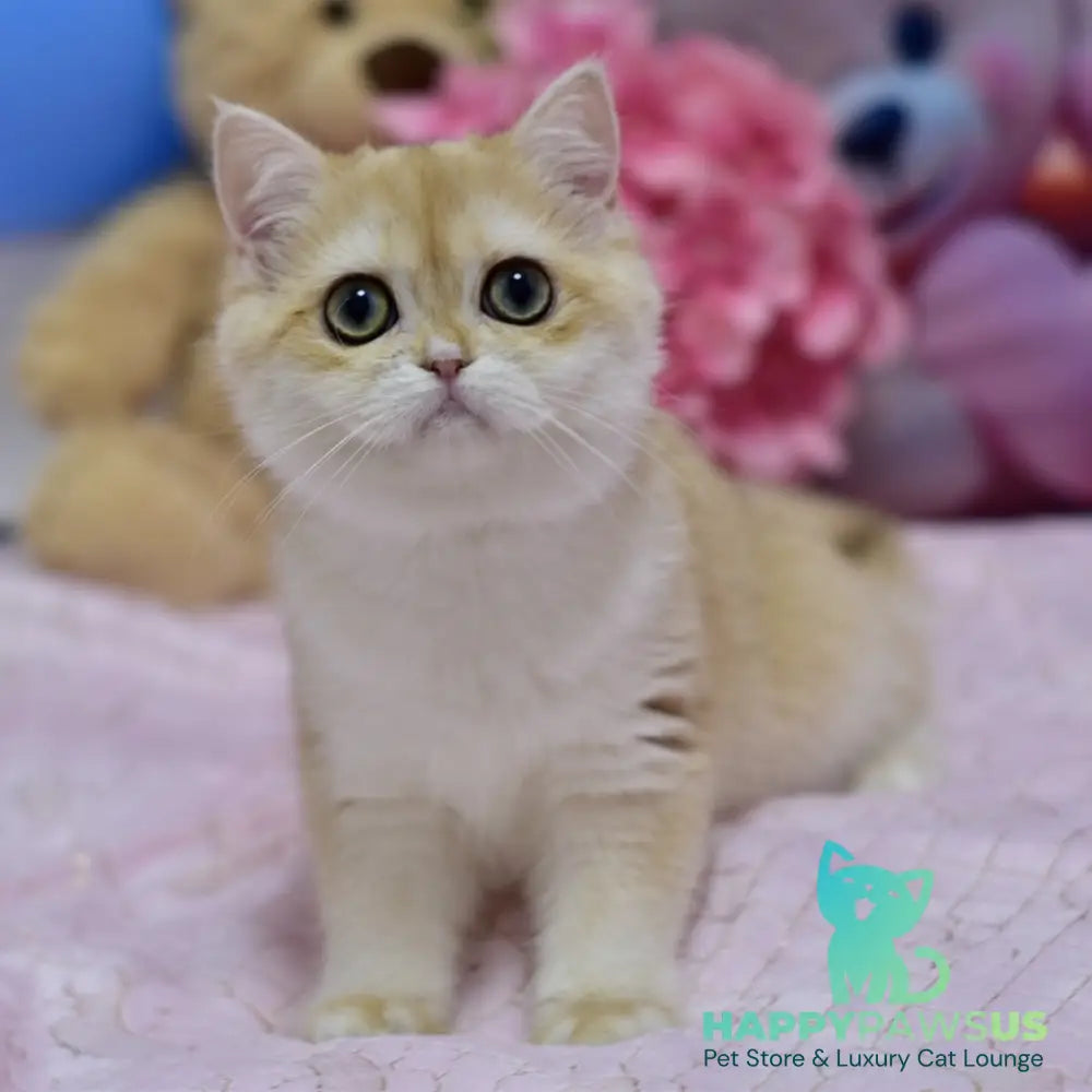 Chloe British Shorthair female black golden chinchilla with white - live animals