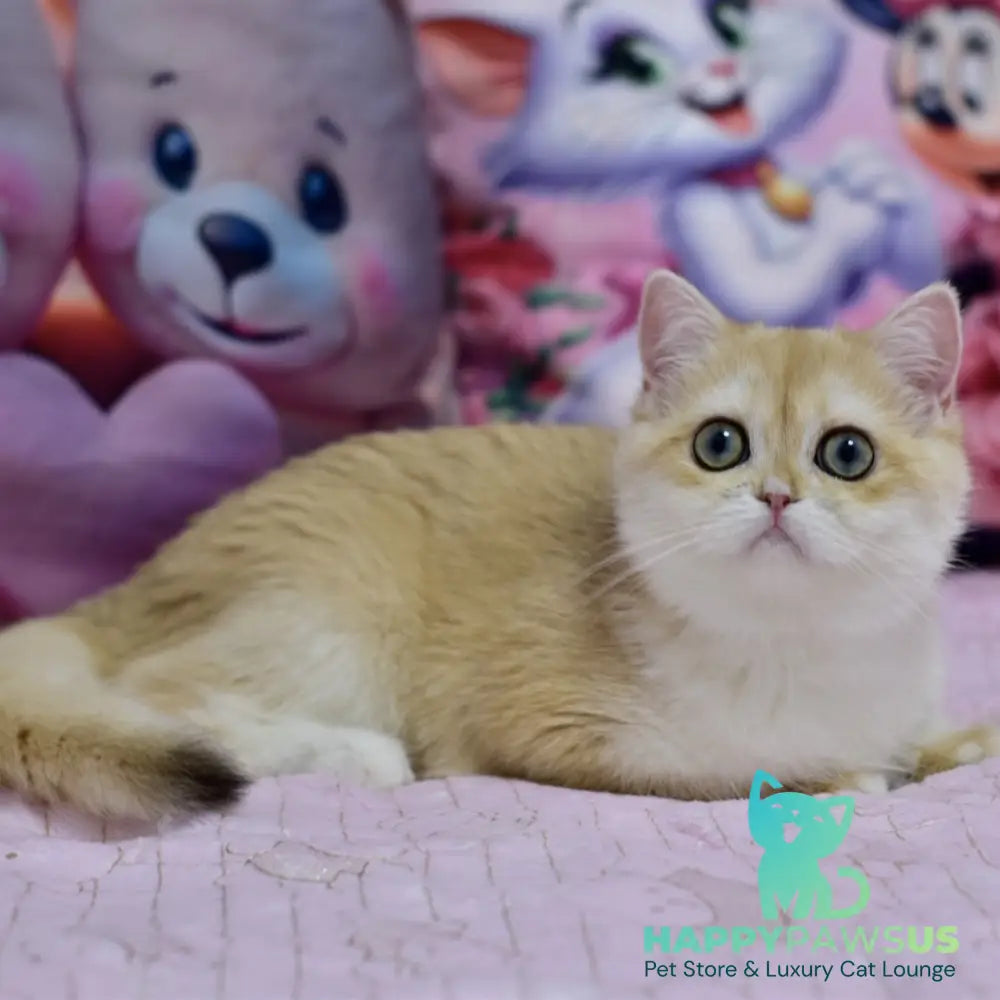 Chloe British Shorthair female black golden chinchilla with white - live animals