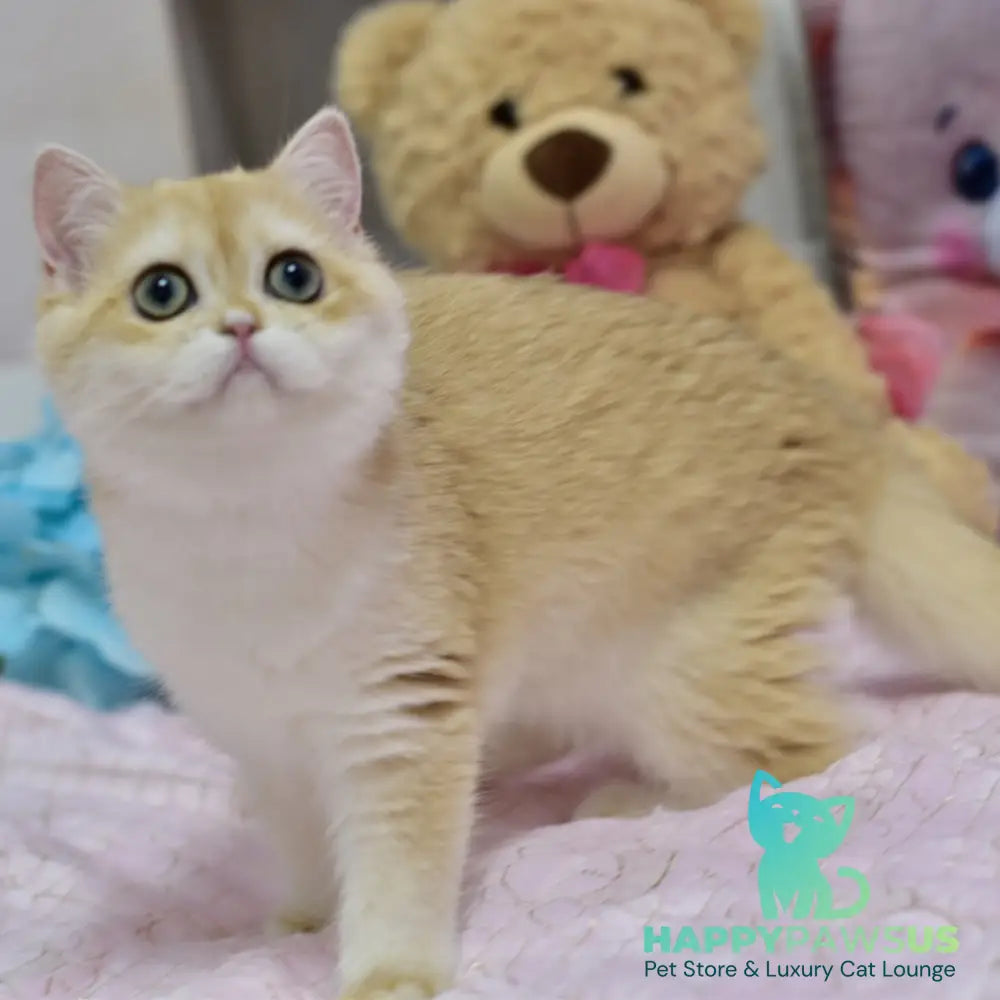 Chloe British Shorthair female black golden chinchilla with white - live animals