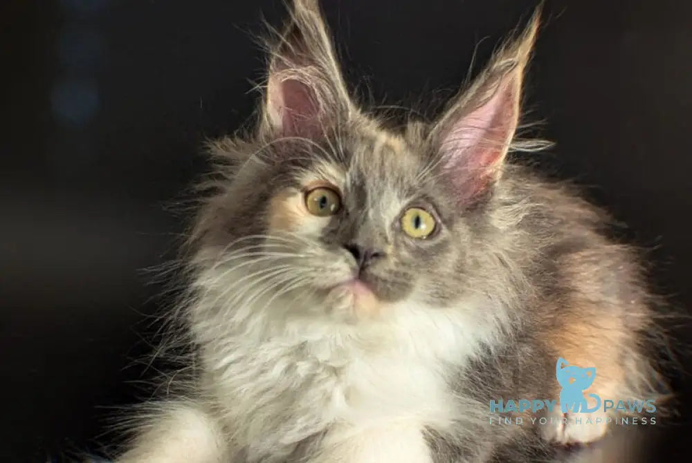 Chloe Maine Coon female blue tortie bicolour live animals