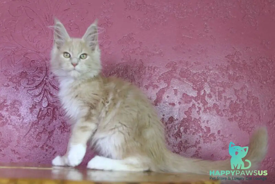 Chloe Maine Coon female cream silver with white - live animals