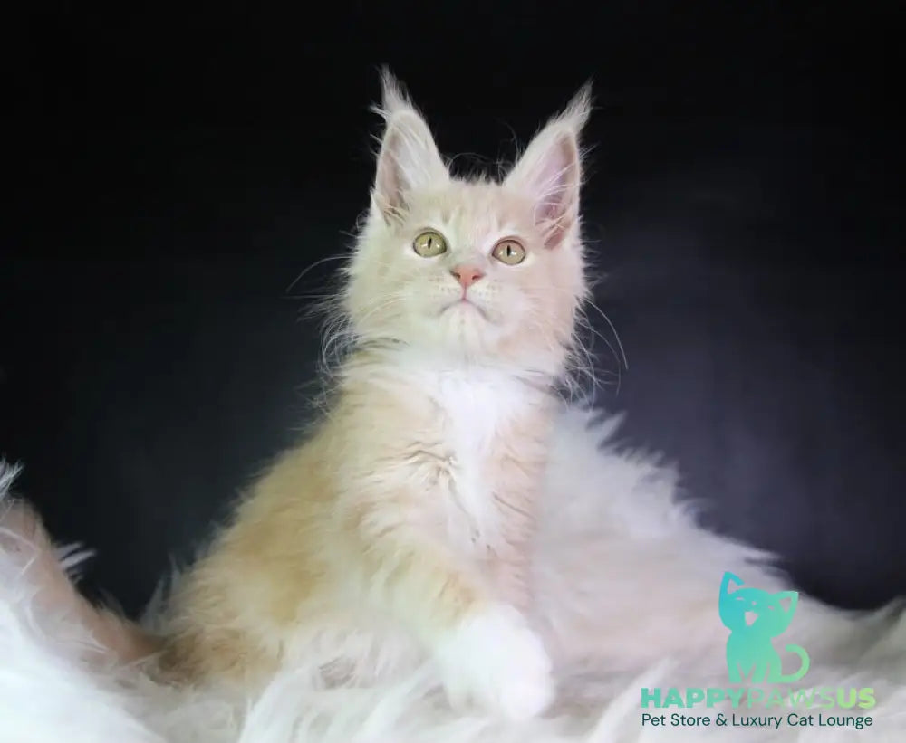 Chloe Maine Coon female cream silver with white - live animals