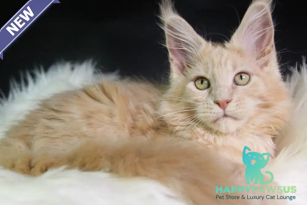 Chloe Maine Coon female cream silver with white - live animals