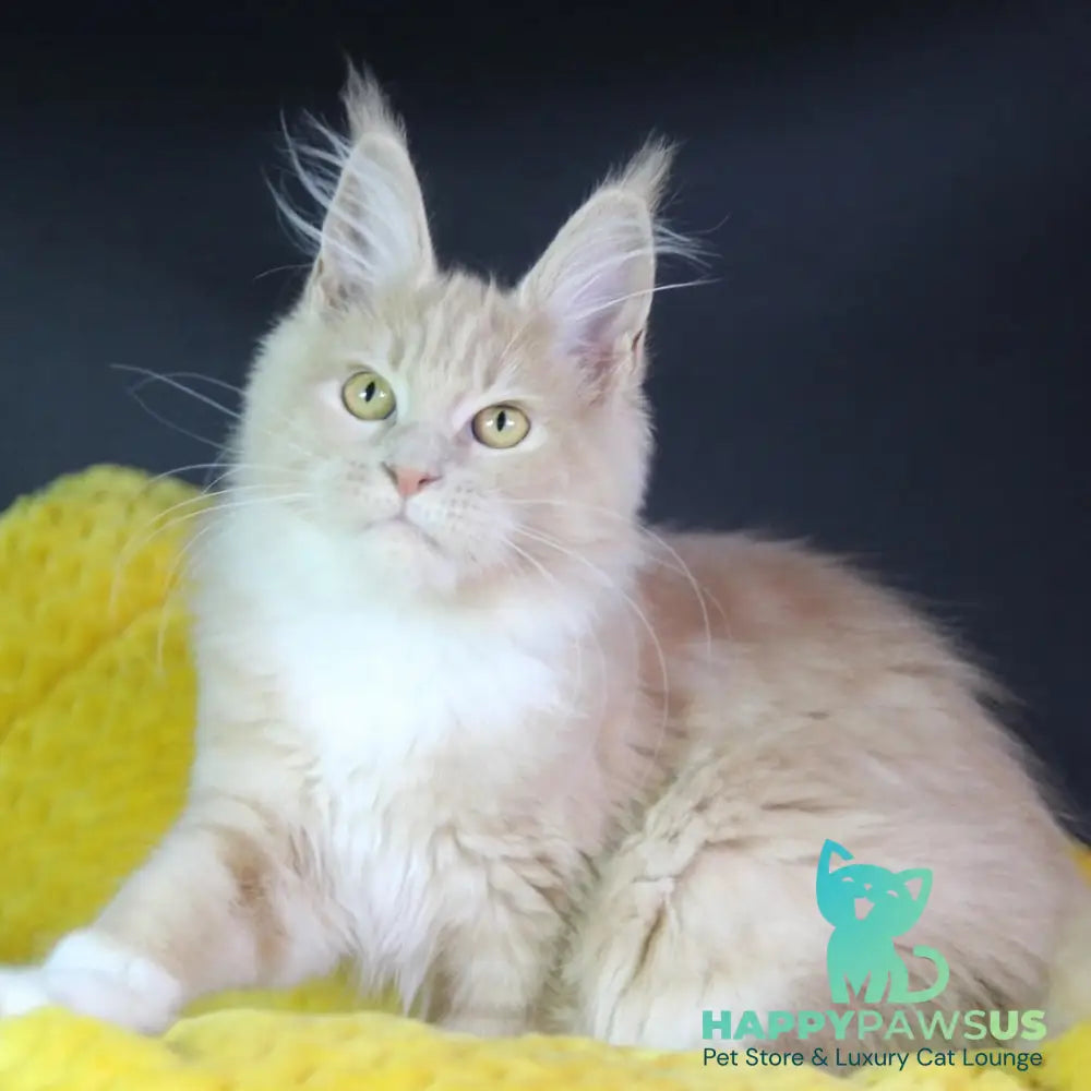 Chloe Maine Coon female cream silver with white - live animals