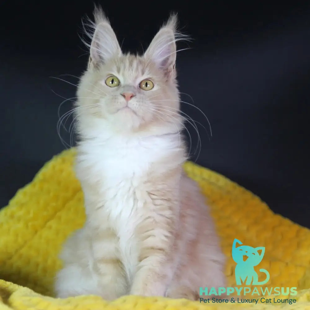 Chloe Maine Coon female cream silver with white - live animals
