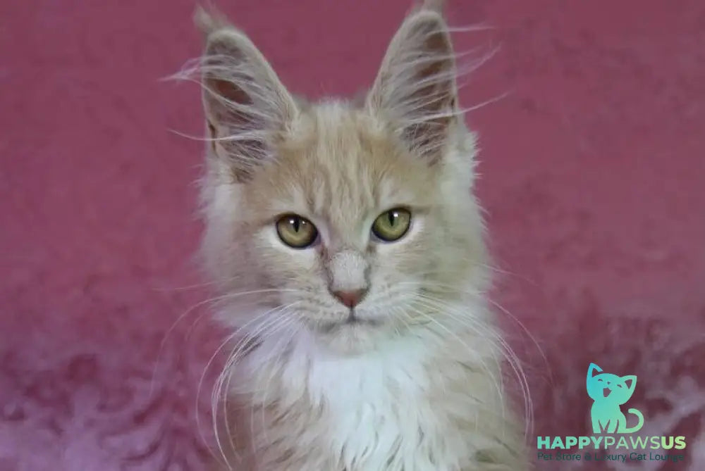 Chloe Maine Coon female cream silver with white - live animals