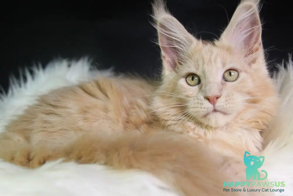Chloe Maine Coon female cream silver with white - live animals