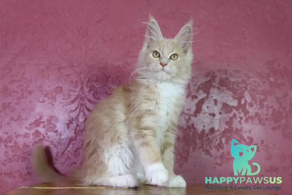 Chloe Maine Coon female cream silver with white - live animals