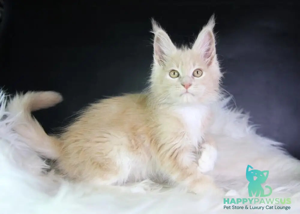 Chloe Maine Coon female cream silver with white - live animals