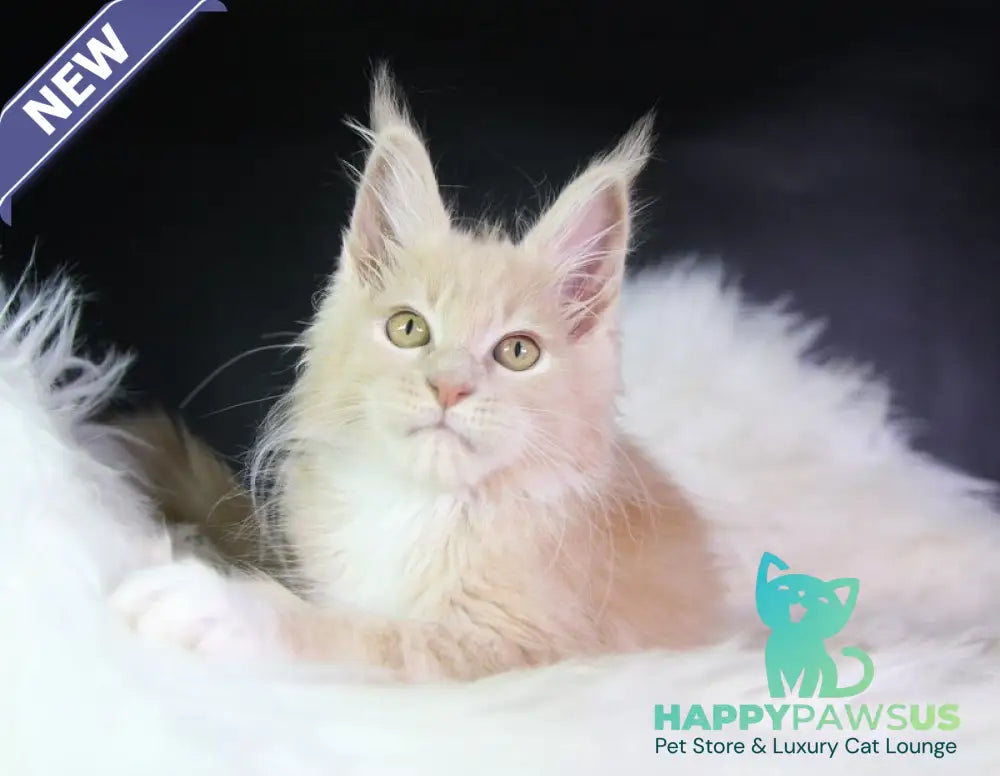 Chloe Maine Coon female cream silver with white - live animals