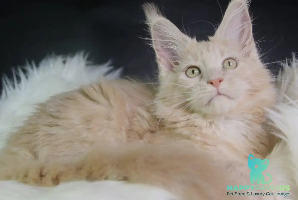 Chloe Maine Coon female cream silver with white - live animals