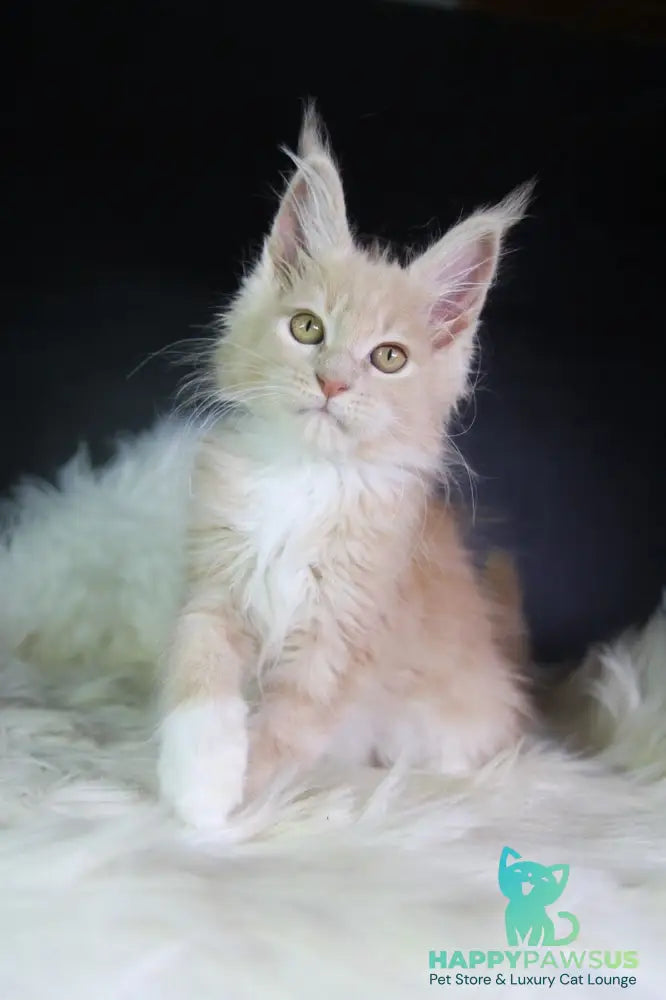 Chloe Maine Coon female cream silver with white - live animals