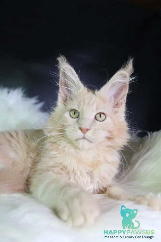 Chloe Maine Coon female cream silver with white - live animals
