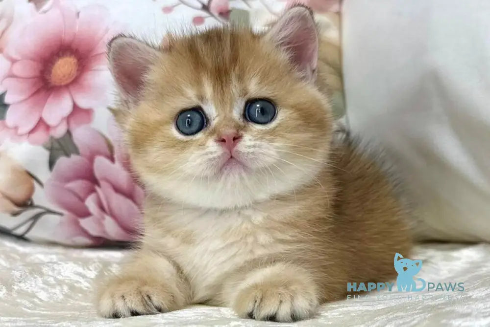 Chloe Scottish Straight female black golden shaded live animals