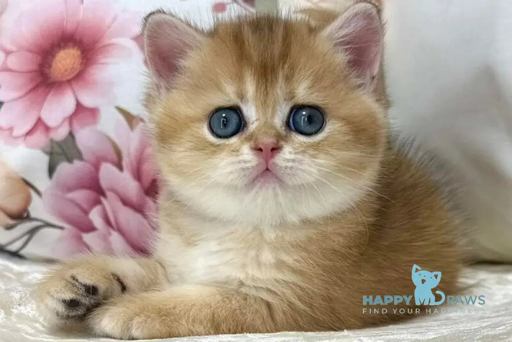 Chloe Scottish Straight female black golden shaded live animals