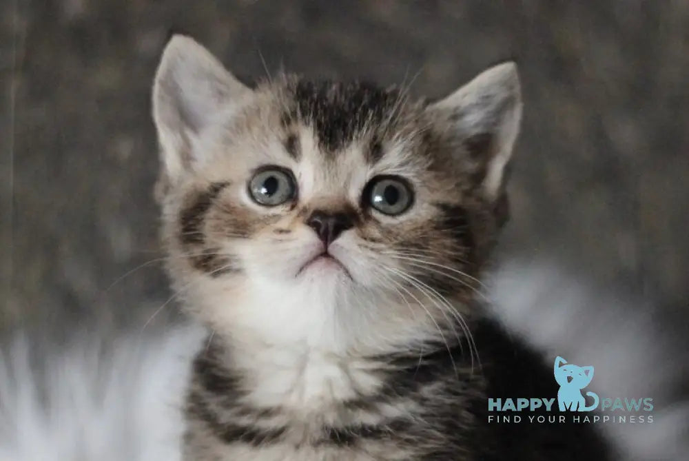 Chloe Scottish Straight female black ticked tabby live animals