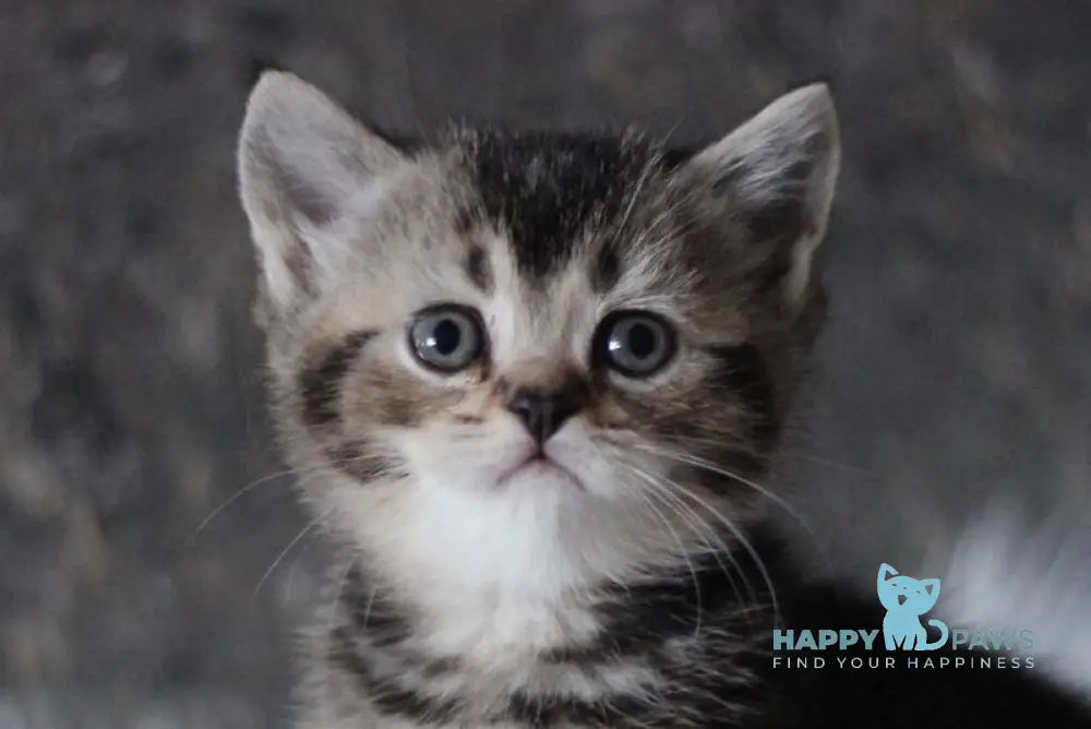 Chloe Scottish Straight female black ticked tabby live animals